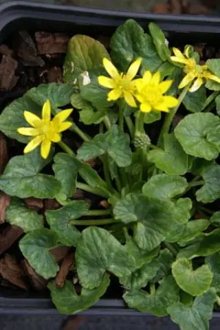 Ranunculus ficaria 'Little Southey'