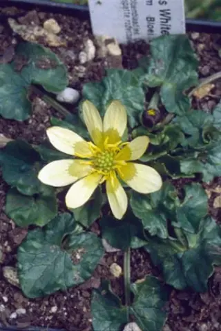 Ranunculus ficaria 'Randall's White'
