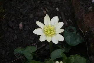 Ranunculus ficaria 'Salmon White'