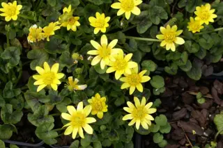 Ranunculus ficaria 'Sweet Chocolate'