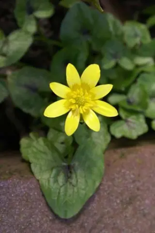 Ranunculus ficaria 'Sweet Chocolate'