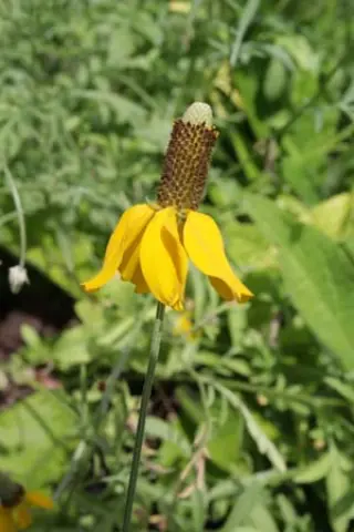 Ratibida columnifera