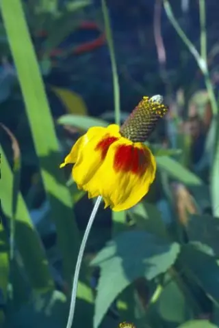 Ratibida columnifera