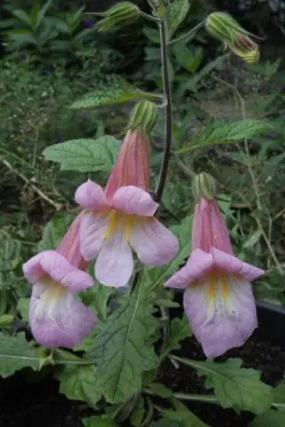 Rehmannia 'Bright Caroline'