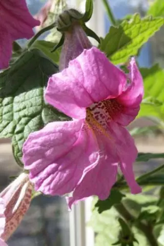 Rehmannia elata