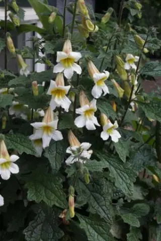 Rehmannia 'Schneetiger'