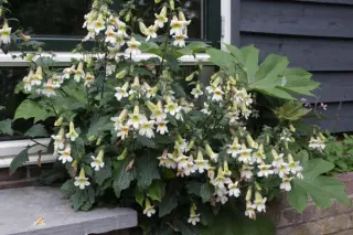 Rehmannia 'Schneetiger'