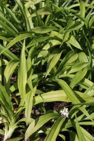 Reineckea carnea 'Crûg's Broadleaf'