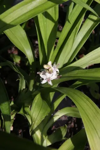 Reineckea incurva 'Crûg's Linearleaf'