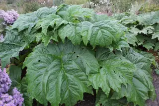 Rheum 'Cally Giant'