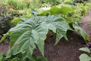 Rheum 'Cally Giant'