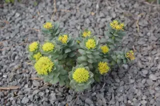 Rhodiola ishidae
