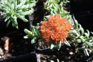 Rhodiola kirilowii rubrum
