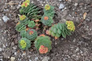 Rhodiola rosea 'Red Flowered'