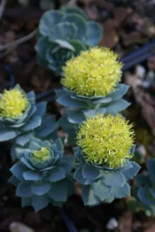 Rhodiola rosea