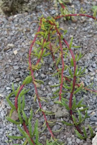 Rhodiola tibetica