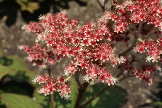 Rodgersia 'Badenweiler'