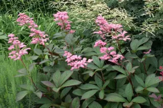 Rodgersia 'Bloody Mary'