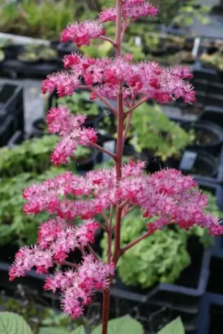 Rodgersia 'Bloody Mary'