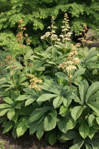 Rodgersia ex 'Ideal' Zaailingen