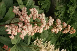 Rodgersia ex 'Ideal' Zaailingen