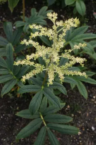 Rodgersia nepalensis (wild coll.)