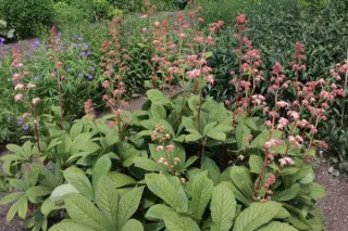 Rodgersia pinnata 'Cally Salmon'