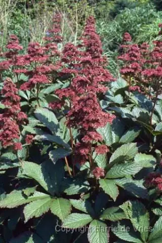 Rodgersia pinnata 'Die Schöne'