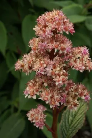 Rodgersia pinnata 'Fireworks'