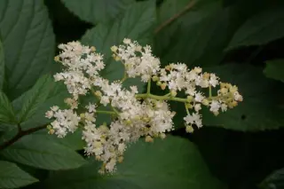 Rodgersia podophylla 'Braunlaub'