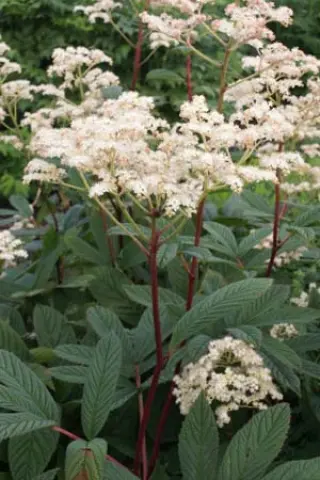Rodgersia podophylla 'Braunlaub'