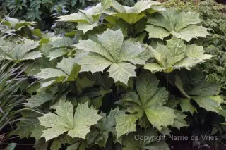 Rodgersia podophylla 'Pagode'