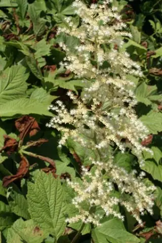 Rodgersia podophylla 'Pagode'