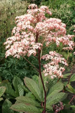 Rodgersia purdomii (Hort)