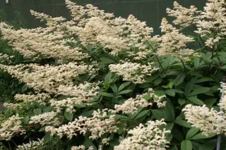 Rodgersia sambucifolia 'Mountain Sel.'