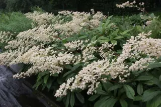 Rodgersia sambucifolia 'Rothaut'