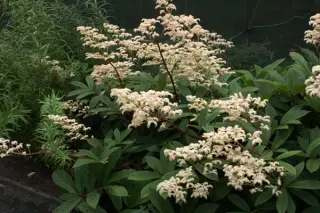 Rodgersia sambucifolia (BWJ7899)