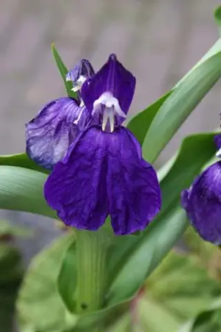 Roscoea auriculata 'Floriade'
