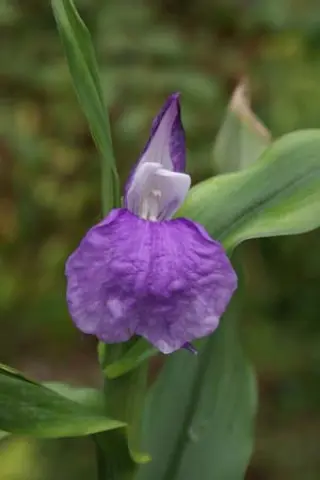 Roscoea auriculata 'White Cap'
