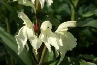 Roscoea x beesiana