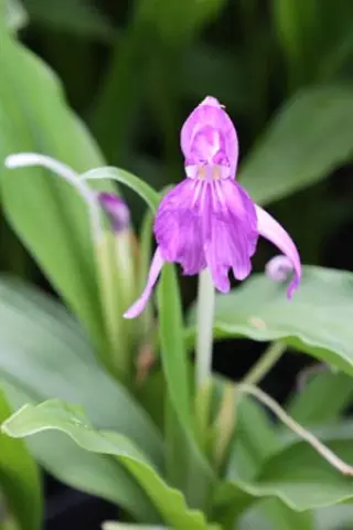 Roscoea cangshanensis - BWJ7848