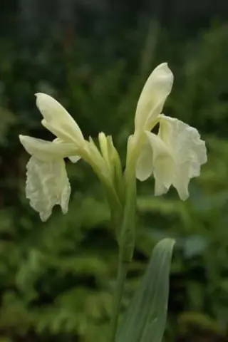 Roscoea cautleoides 'Himalaya'