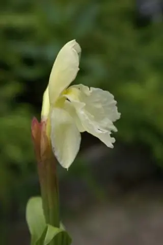 Roscoea cautleoides 'Jeffrey Thomas'