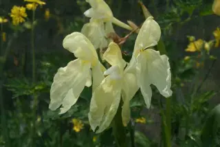 Roscoea cautleoides