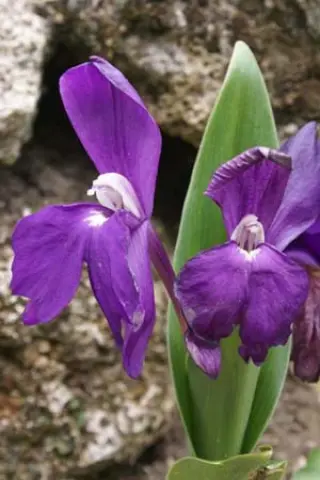 Roscoea humeana
