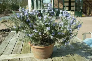 Rosmarinus officinalis 'Boule'