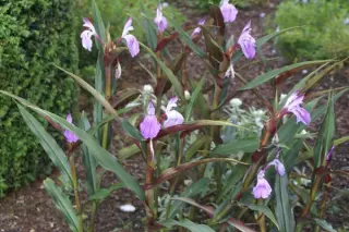 Roscoea purpurea 'Brown Peacock'