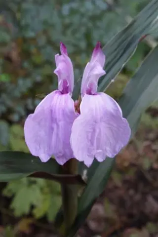 Roscoea purpurea 'Browny'