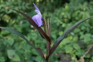 Roscoea purpurea 'Browny'