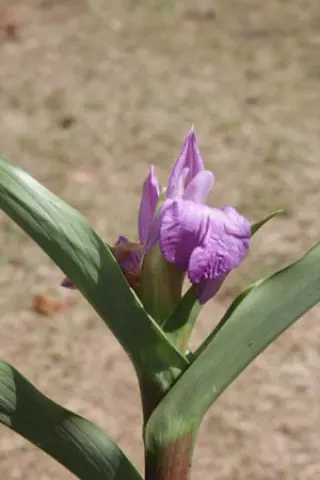 Roscoea purpurea 'Cinnamon Stick'